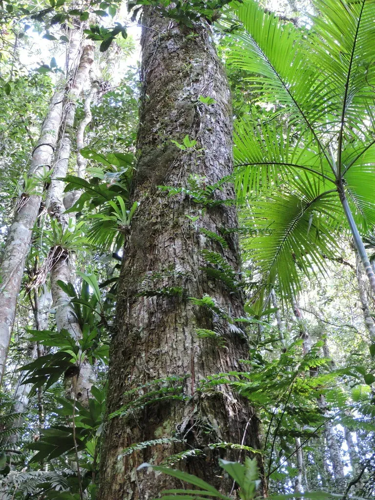 Cariniana Estrellensis
