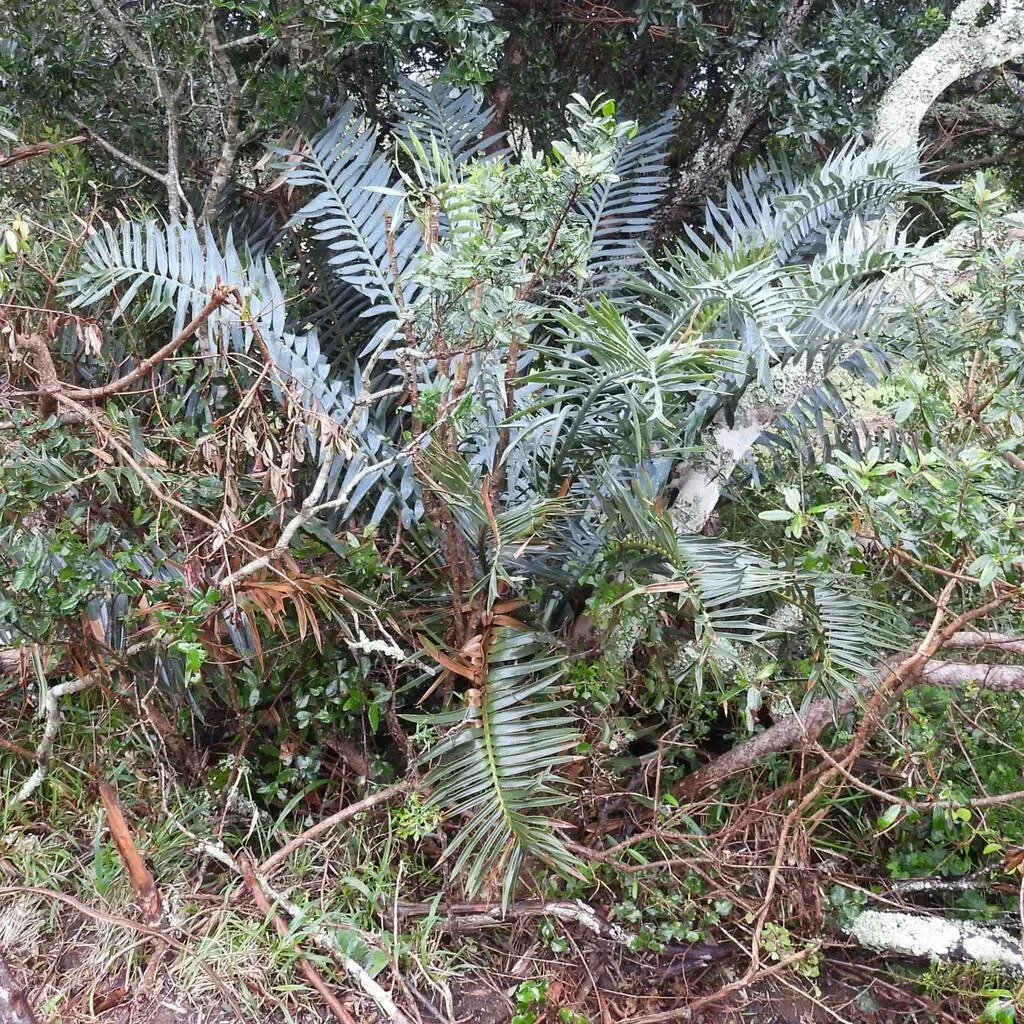 Bushman's River Cycad