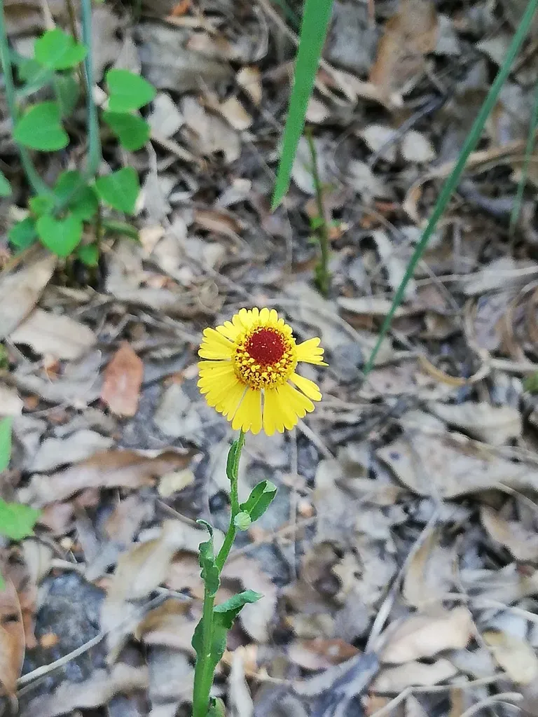 Helenium Amphibolum