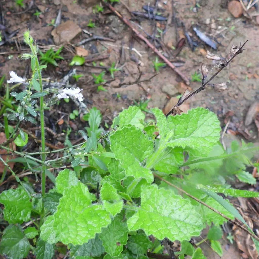 Lilac Creeping Sage