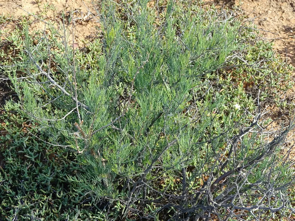 Asparagus Recurvispinus