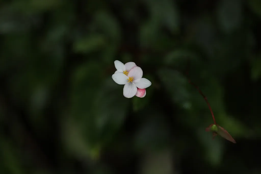 Native Begonia