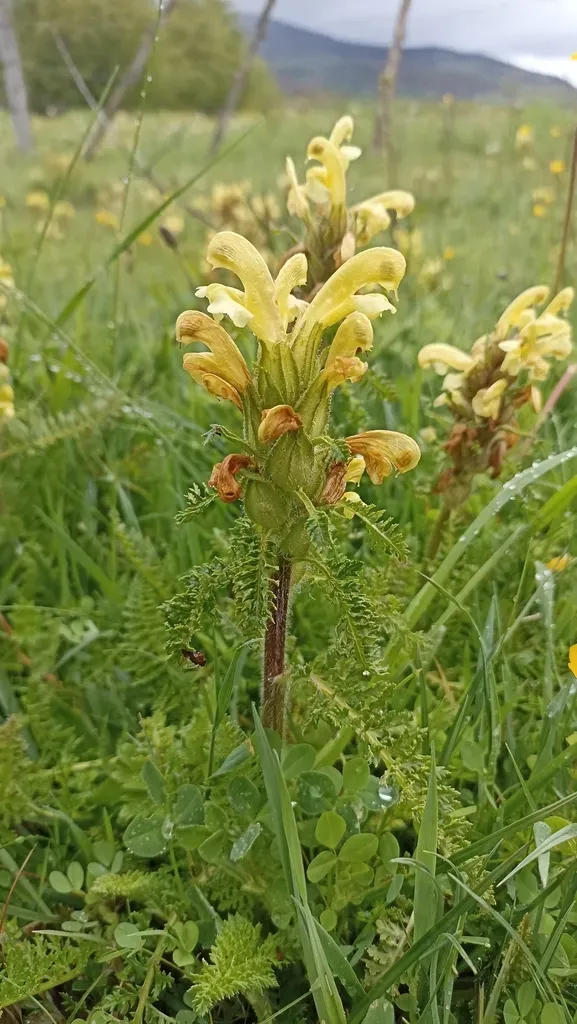 Pedicularis Schizocalyx