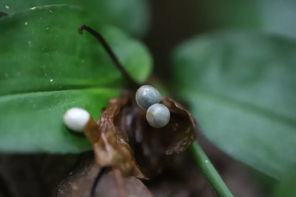 Commelina Rufipes
