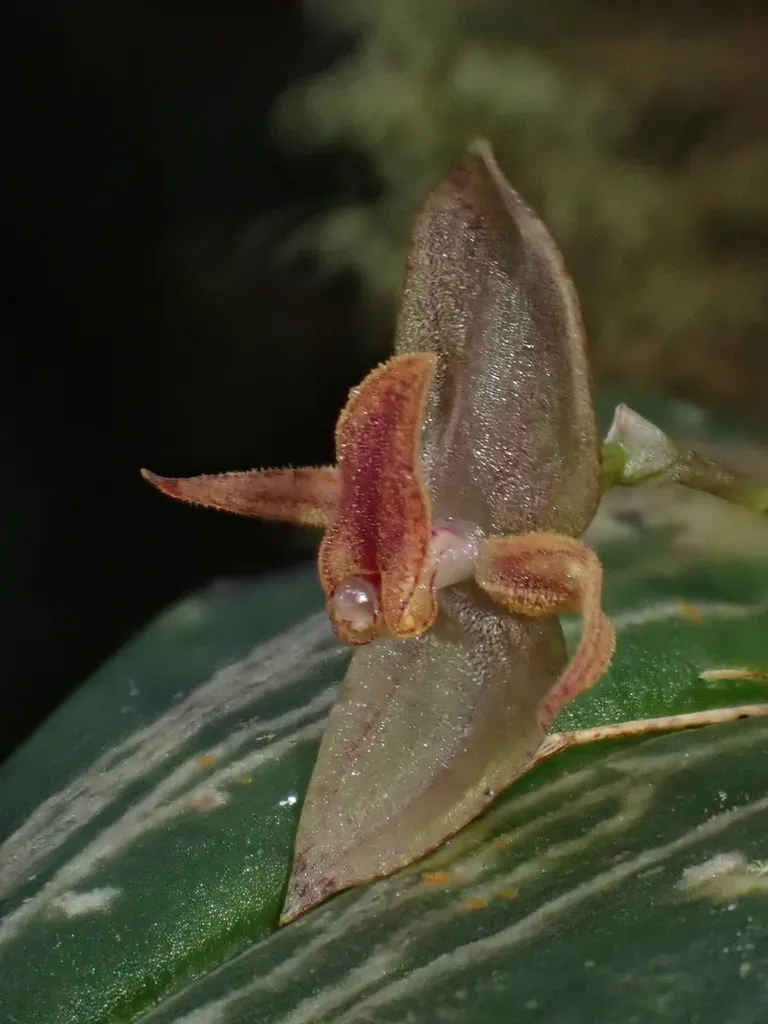 Pleurothallis Habenula