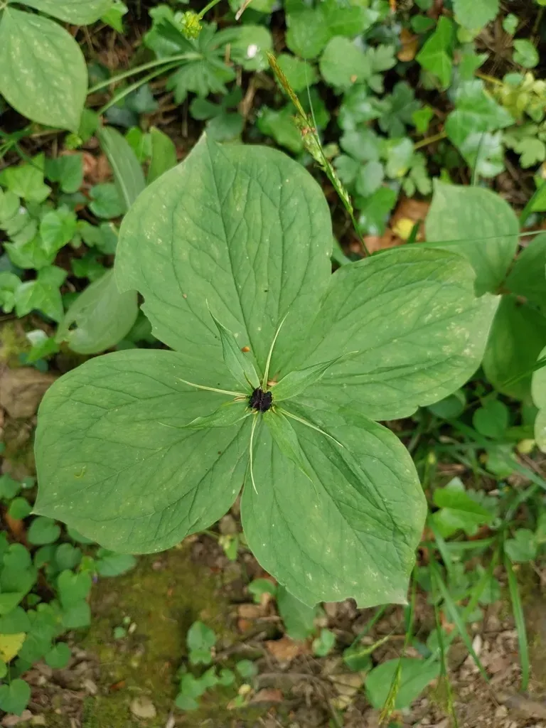 Herb Paris