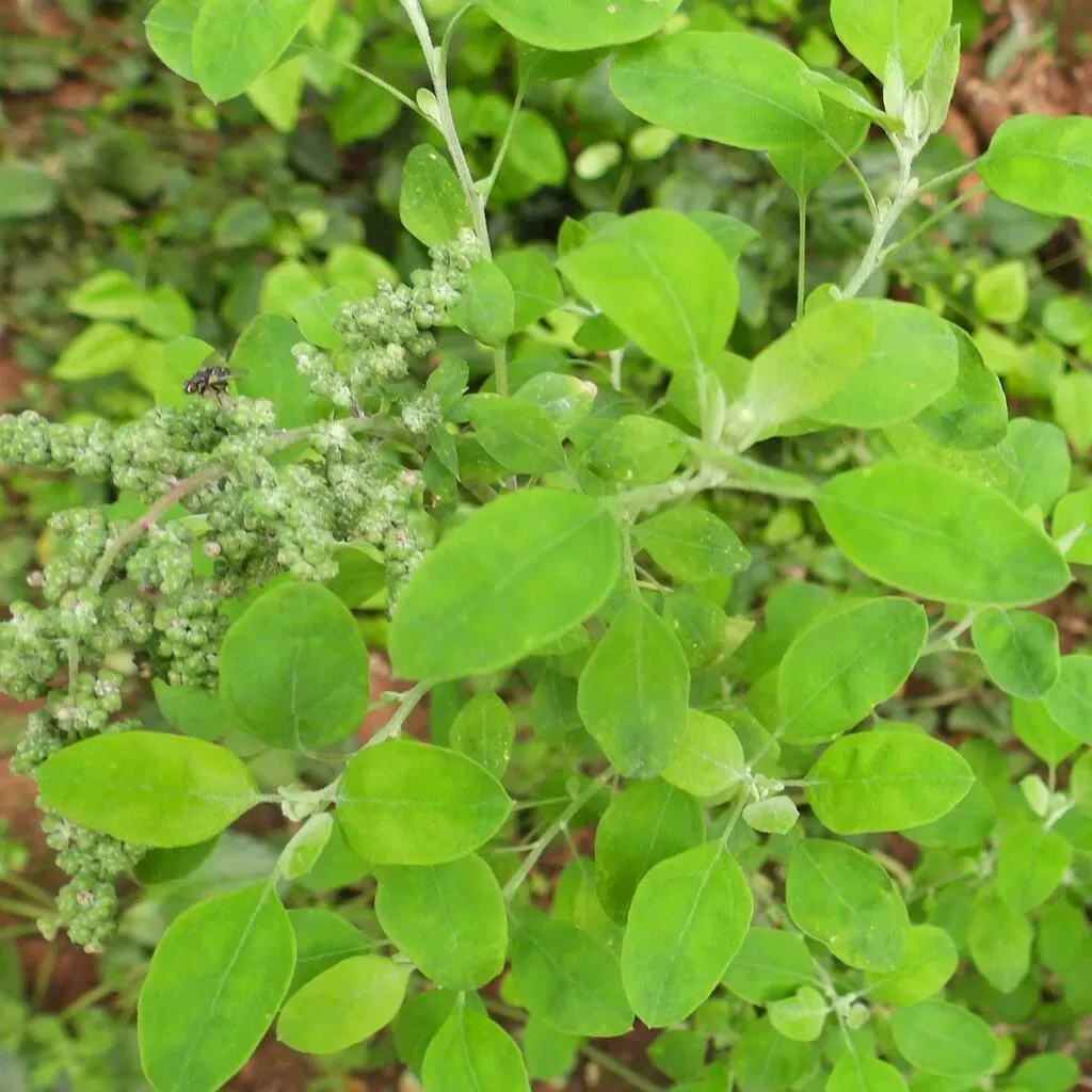 Southern Goosefoot