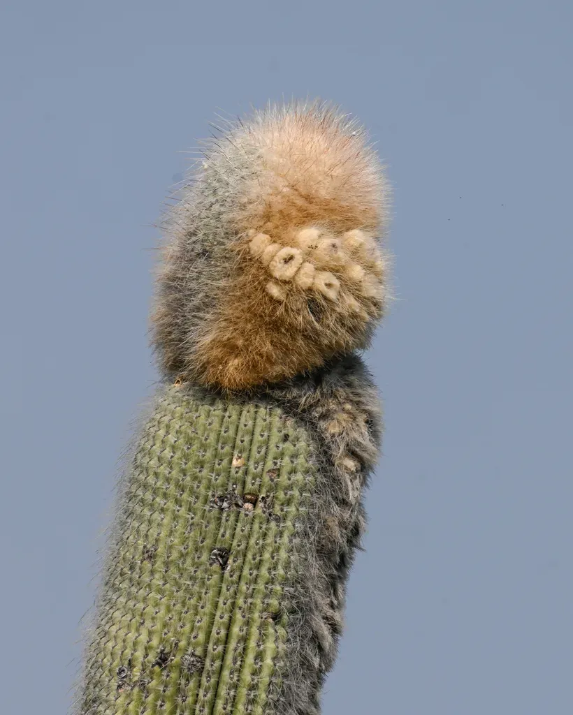 Old Man Cactus