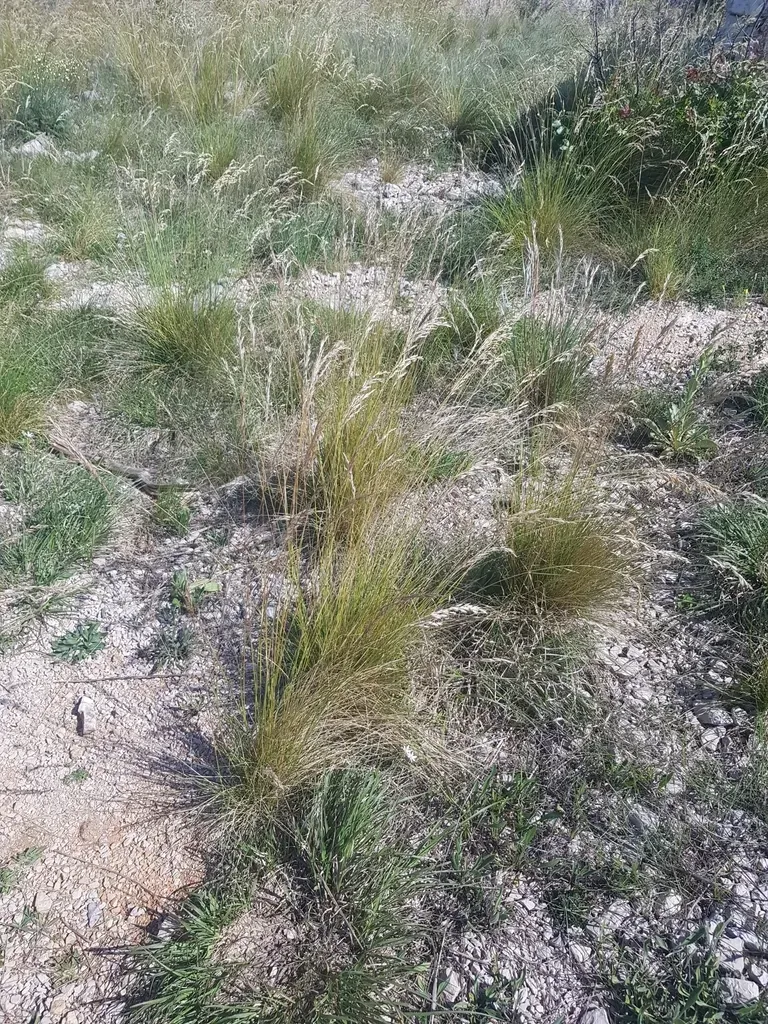 Helictotrichon Convolutum