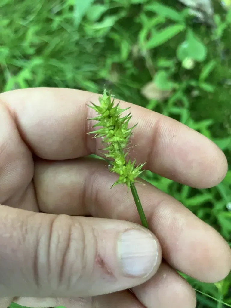 Smooth-sheathed Sedge