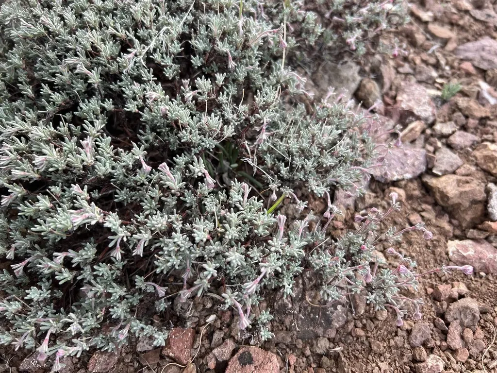 Thymeleaf Buckwheat