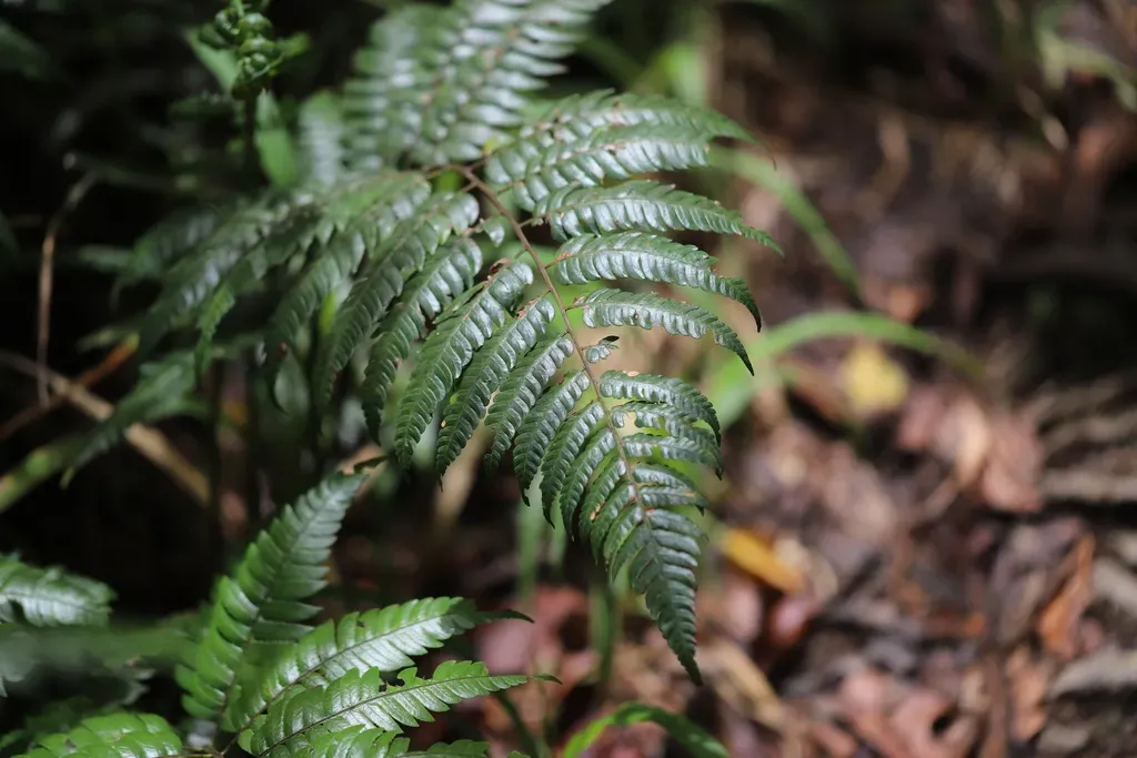 Birdwing Treefern