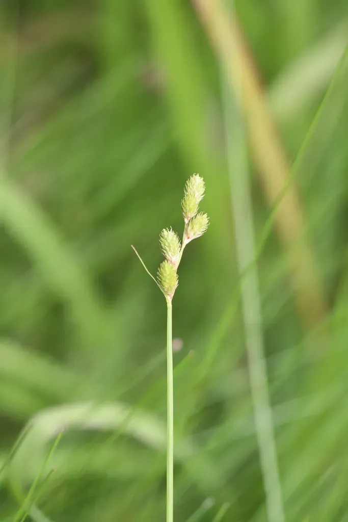 Broadwing Sedge