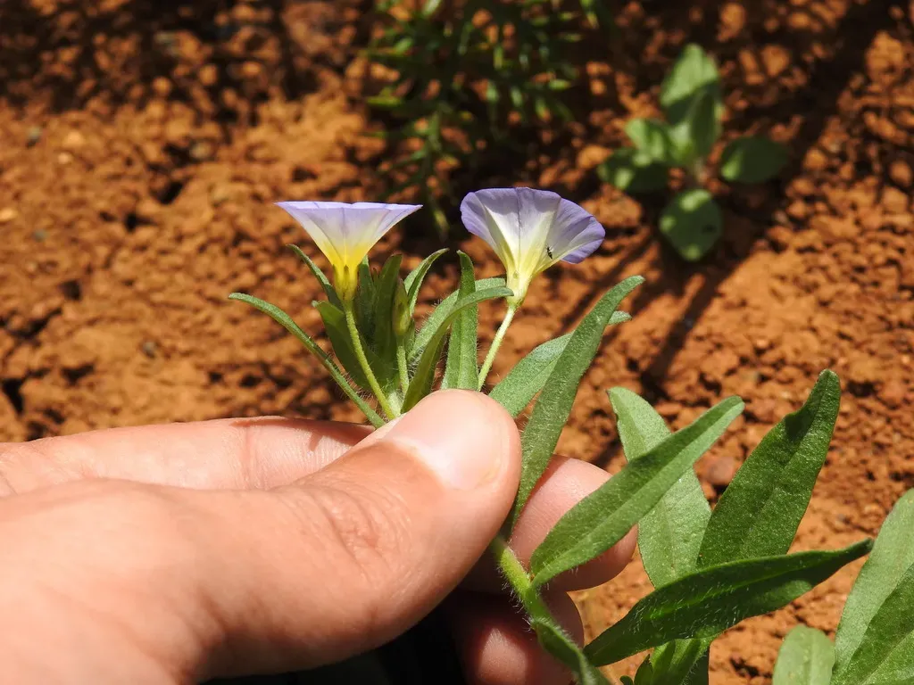 Convolvulus Meonanthus