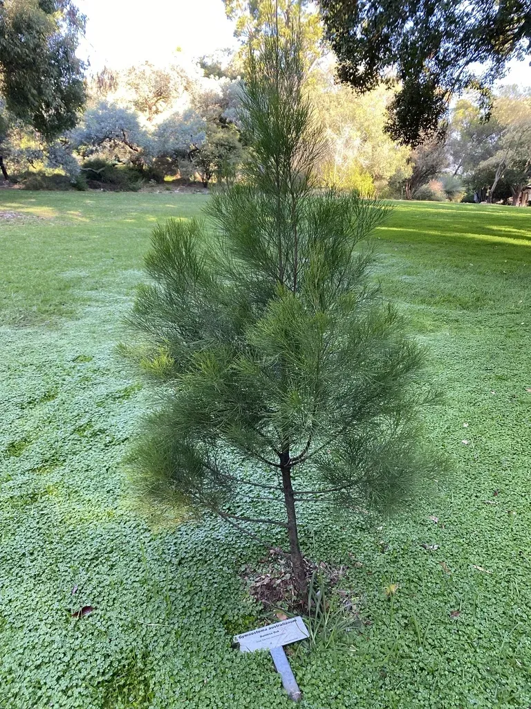 Gymnostoma Australianum