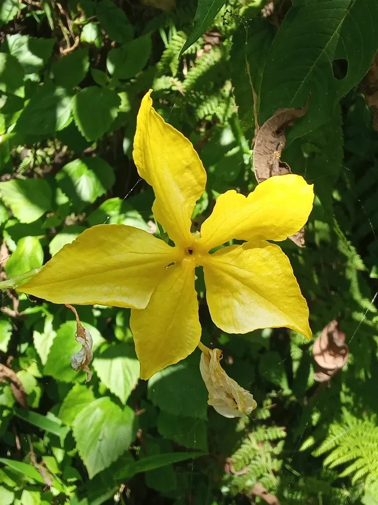 Herpetospermum Pedunculosum