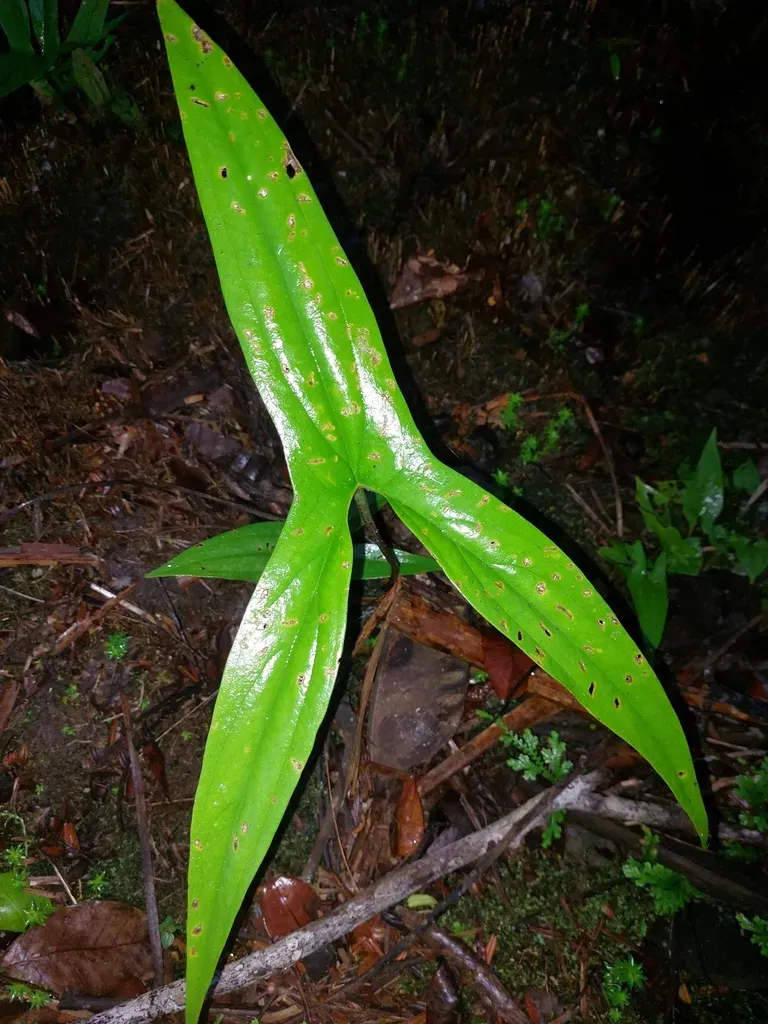 Urospatha Sagittifolia