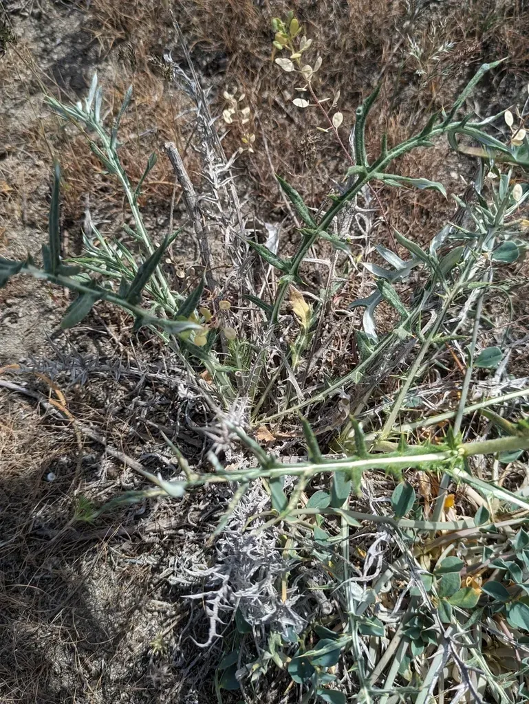 Cousinia Chlorocephala