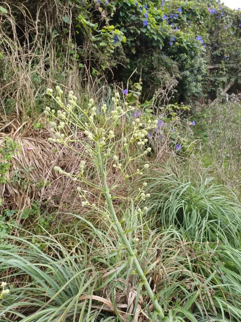 Eryngium Regnellii