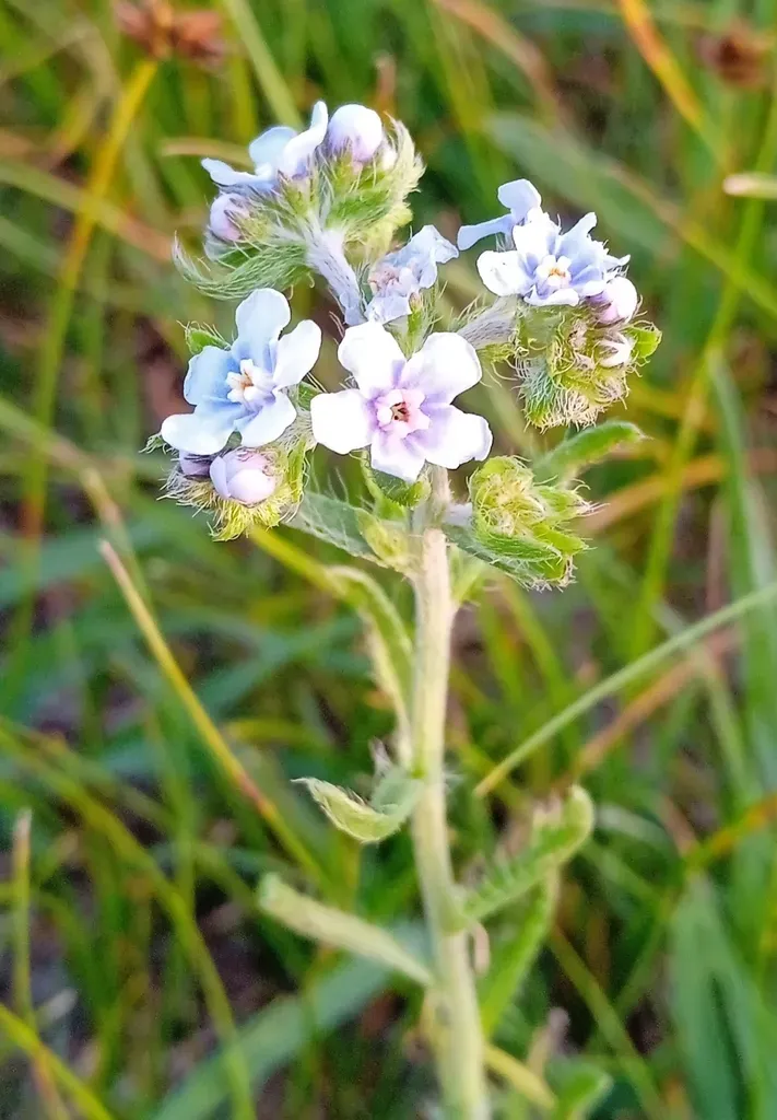 Small Hound's Tongue
