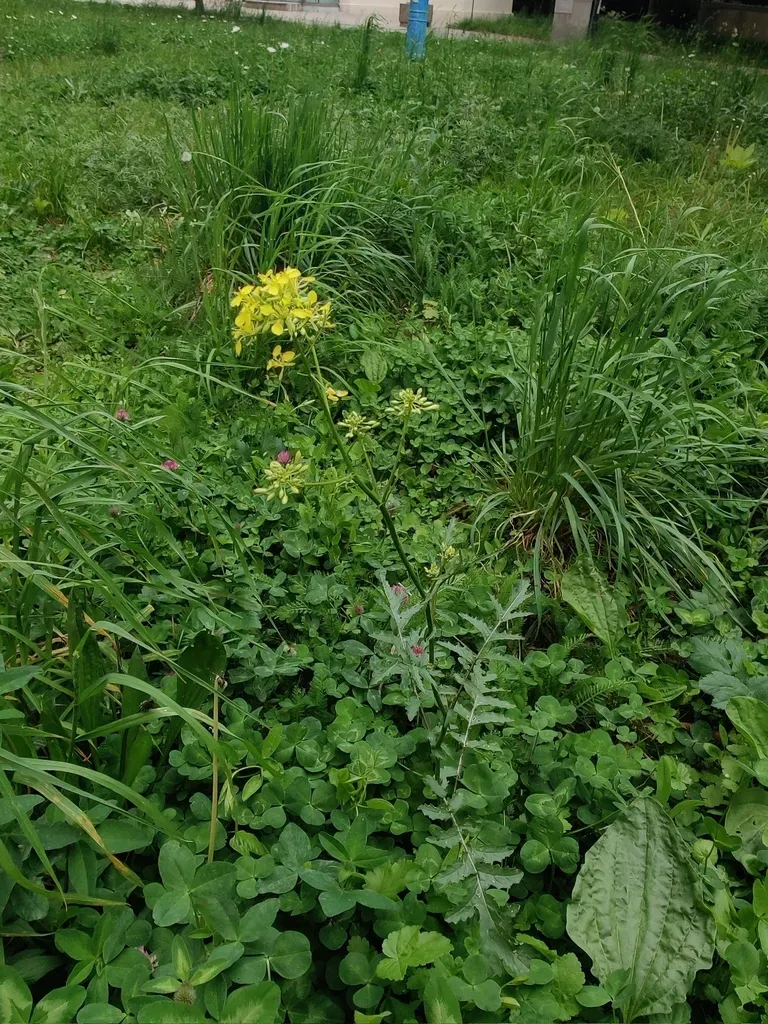 Watercress-leaved Rocket