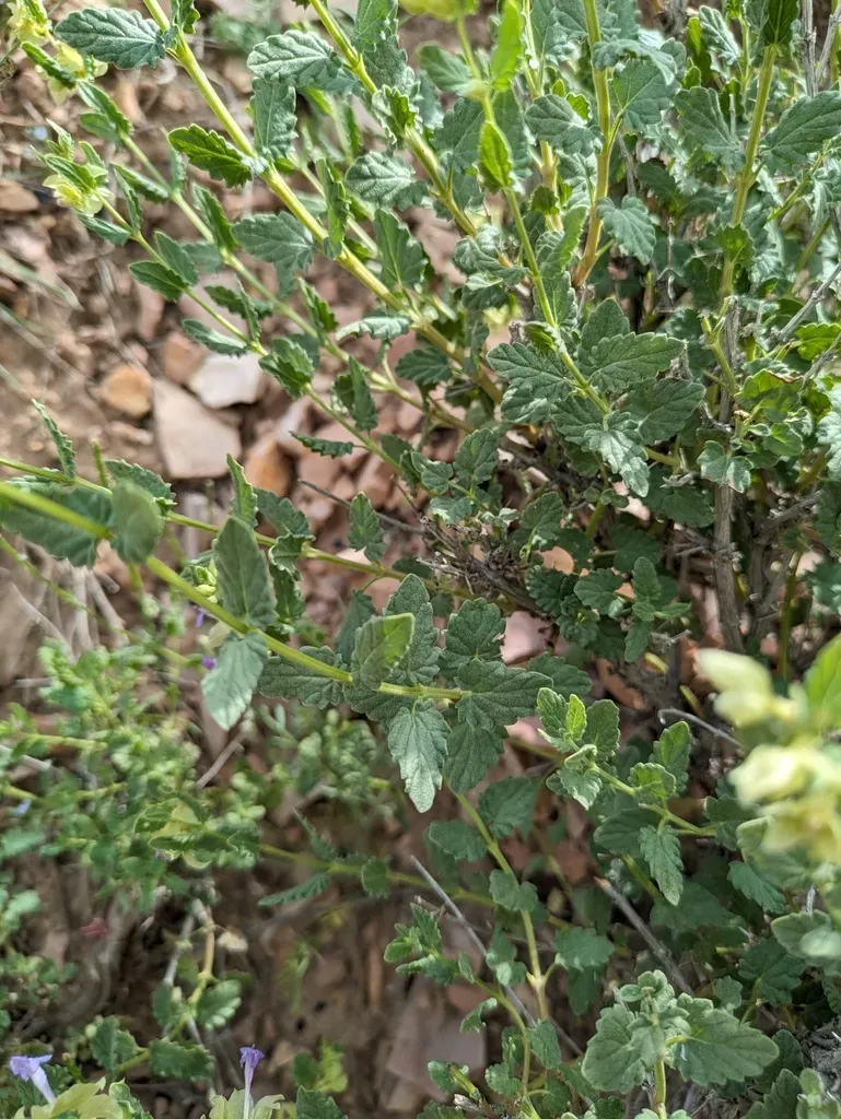 Hymenocrater Calycinus