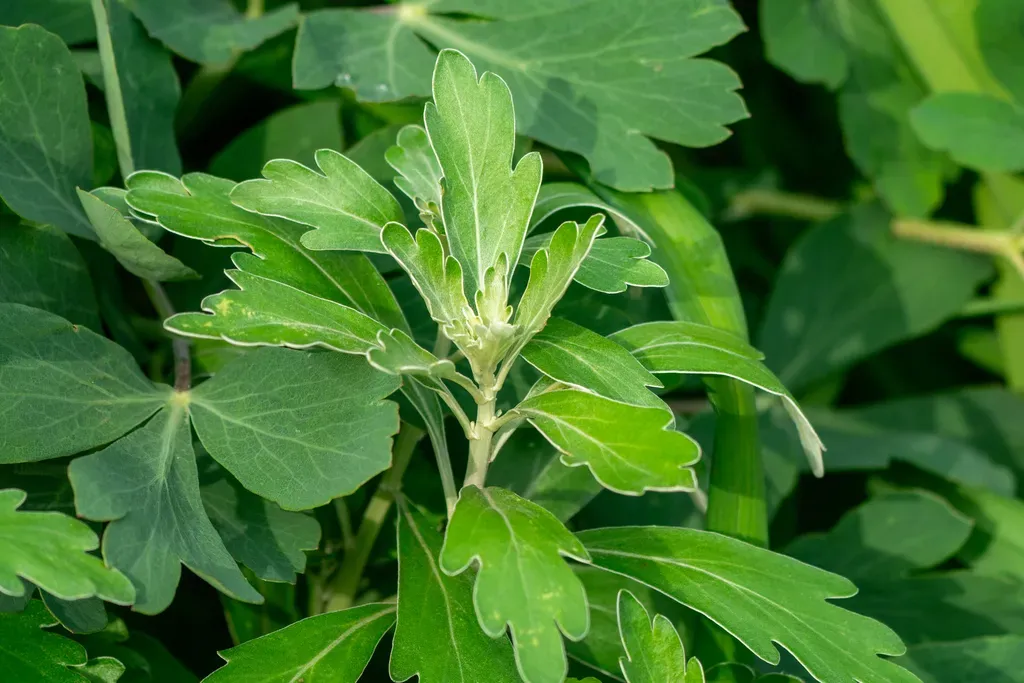 Pacific Chrysanthemum