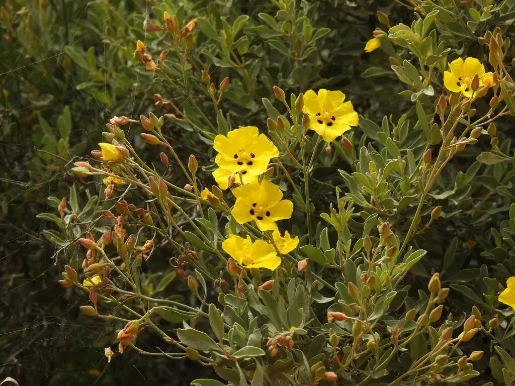 Halimium-leaved Rockrose