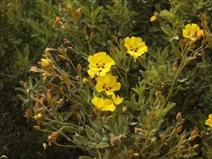 Halimium-leaved Rockrose