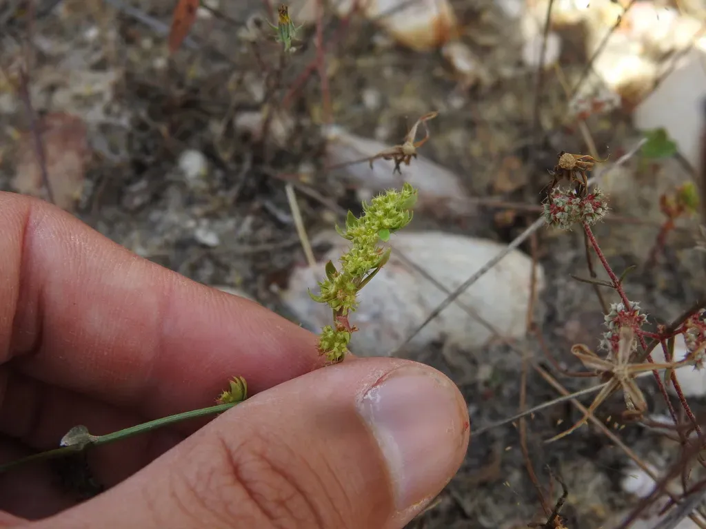Paronychia Echinulata
