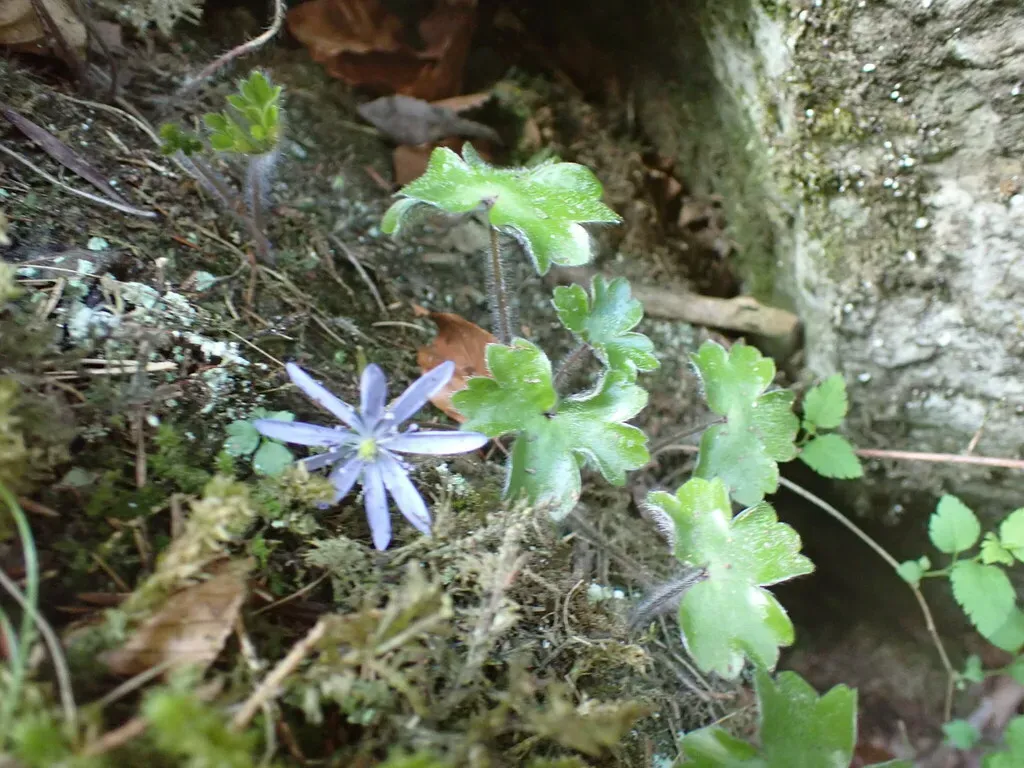 Hepatica Transsilvanica
