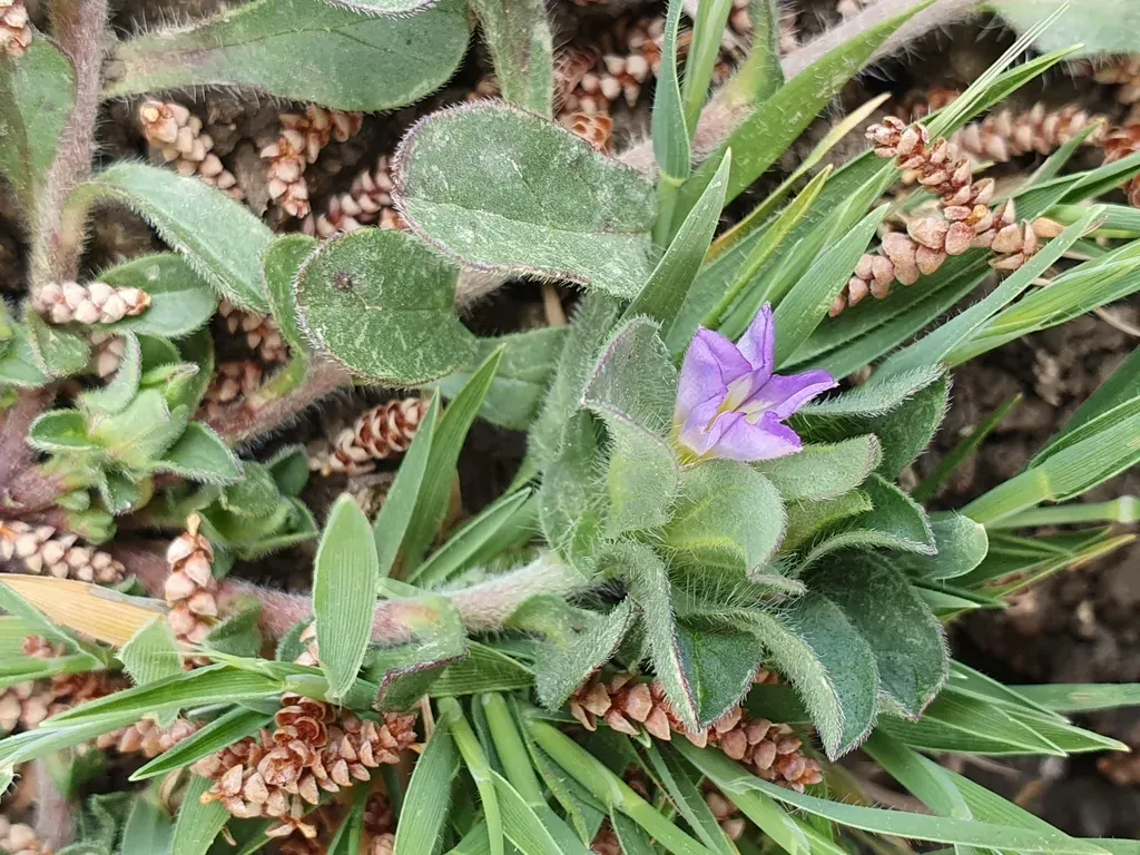 Convolvulus Humilis