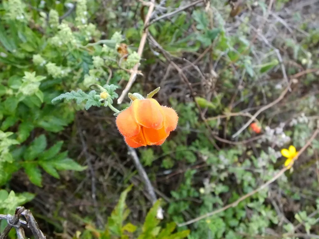 Caiophora Grandiflora