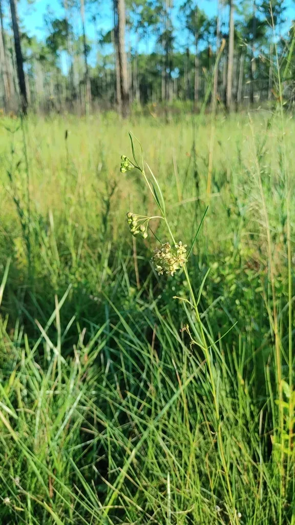 Southern Milkweed