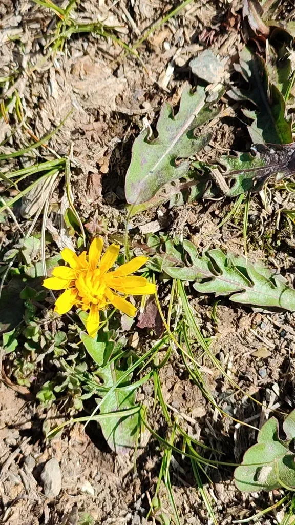 Taraxacum Tibetanum