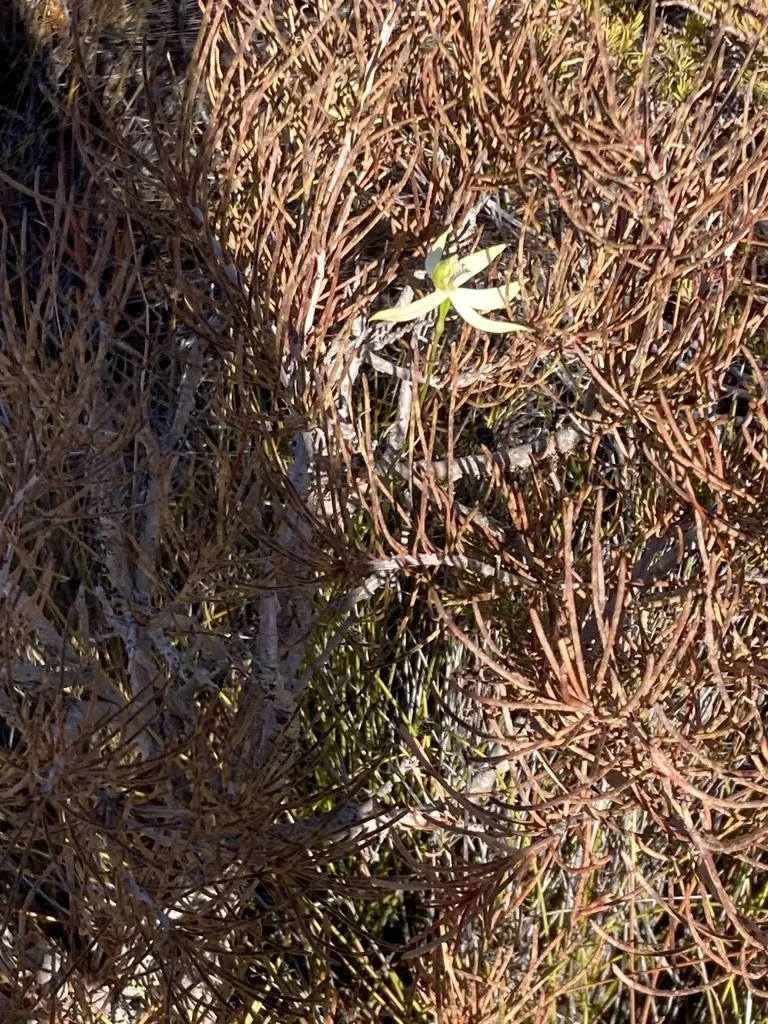 Leafless Orchid