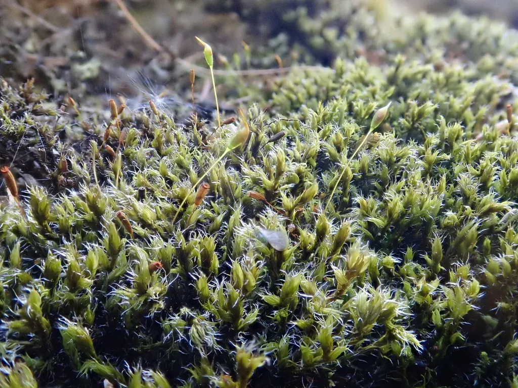 Lesser Fringe-moss