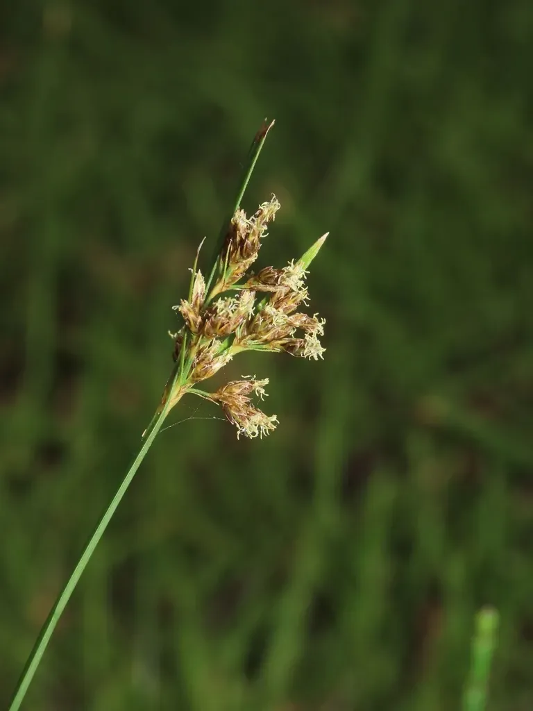Fimbristylis Microcarya