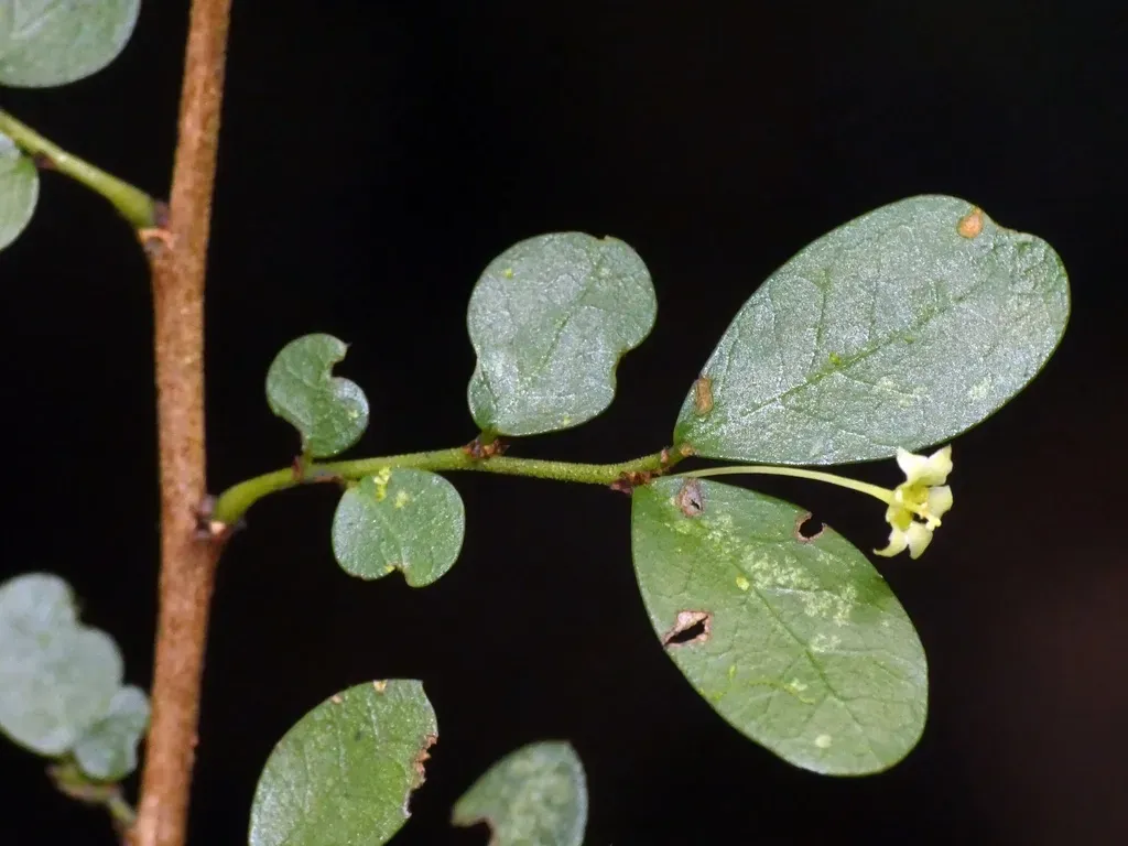 Synostemon Albiflorus