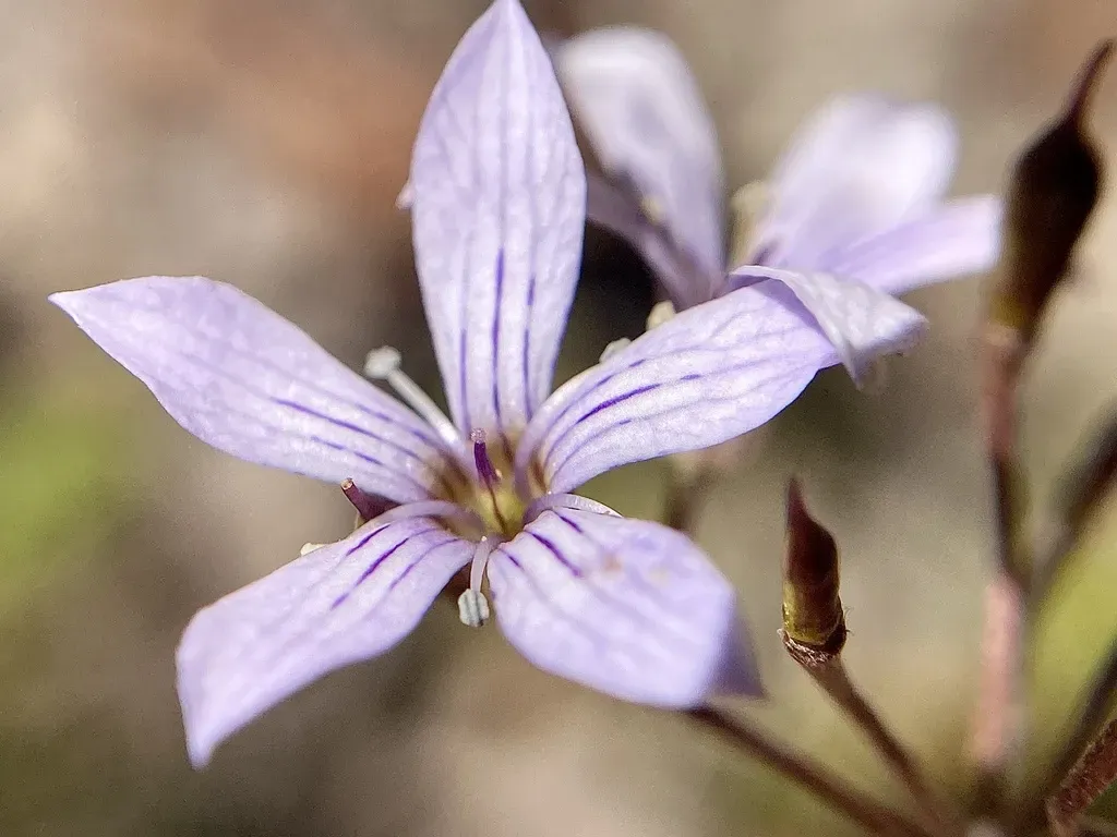 Marianthus Sylvaticus