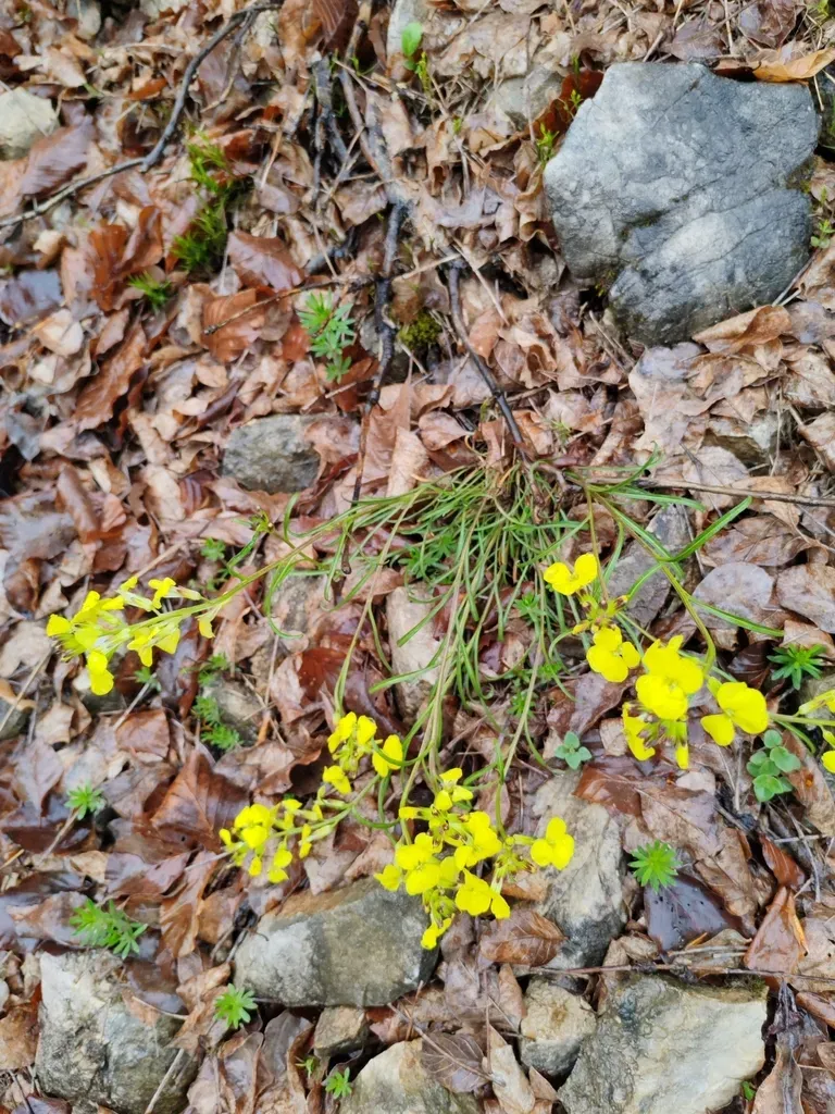 Wood Treacle-mustard