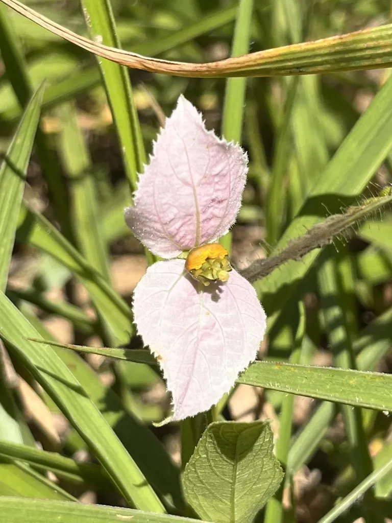 Dalechampia Caperonioides