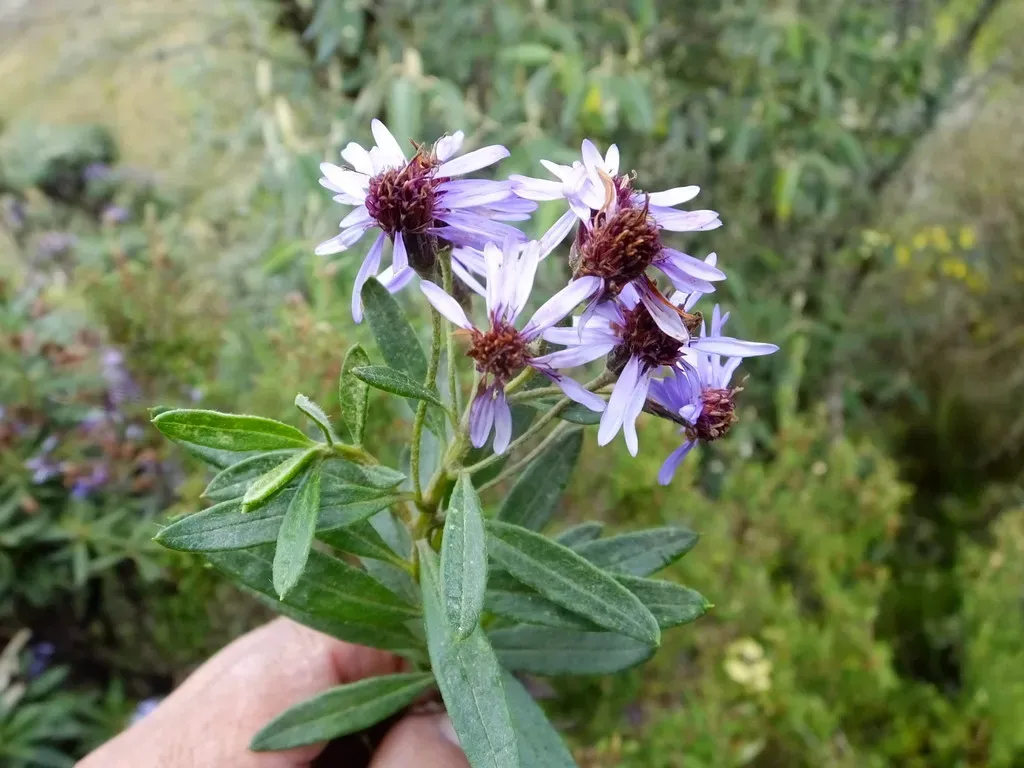 Diplostephium Haenkei