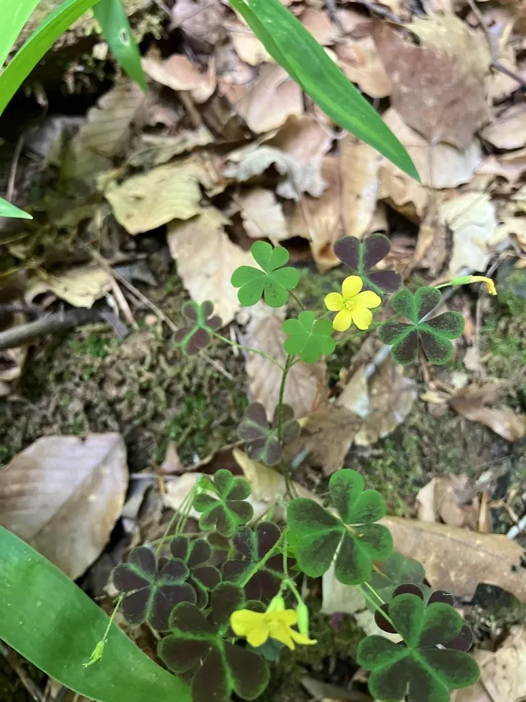 Colored Woodsorrel