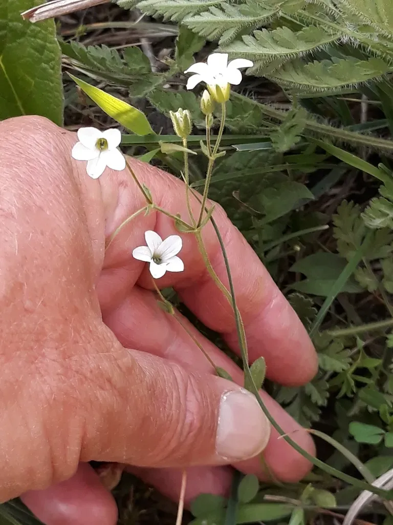 Arenaria Cerastioides
