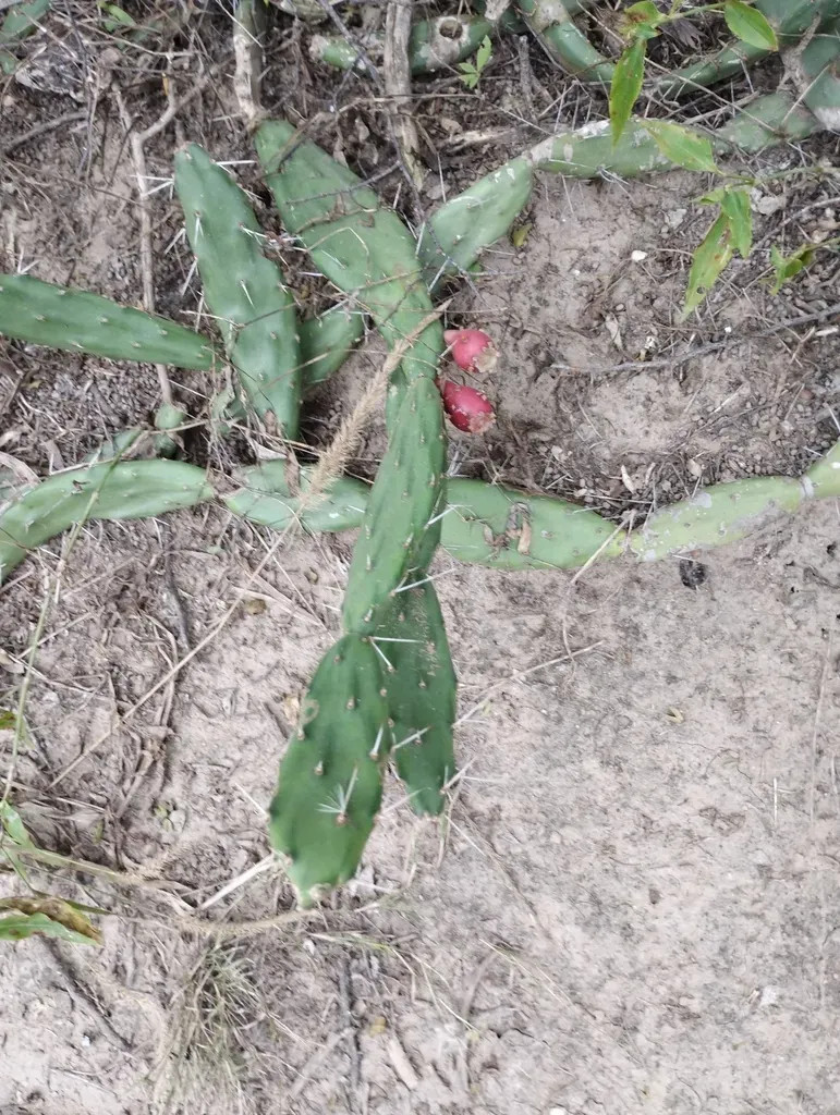 Opuntia Anacantha