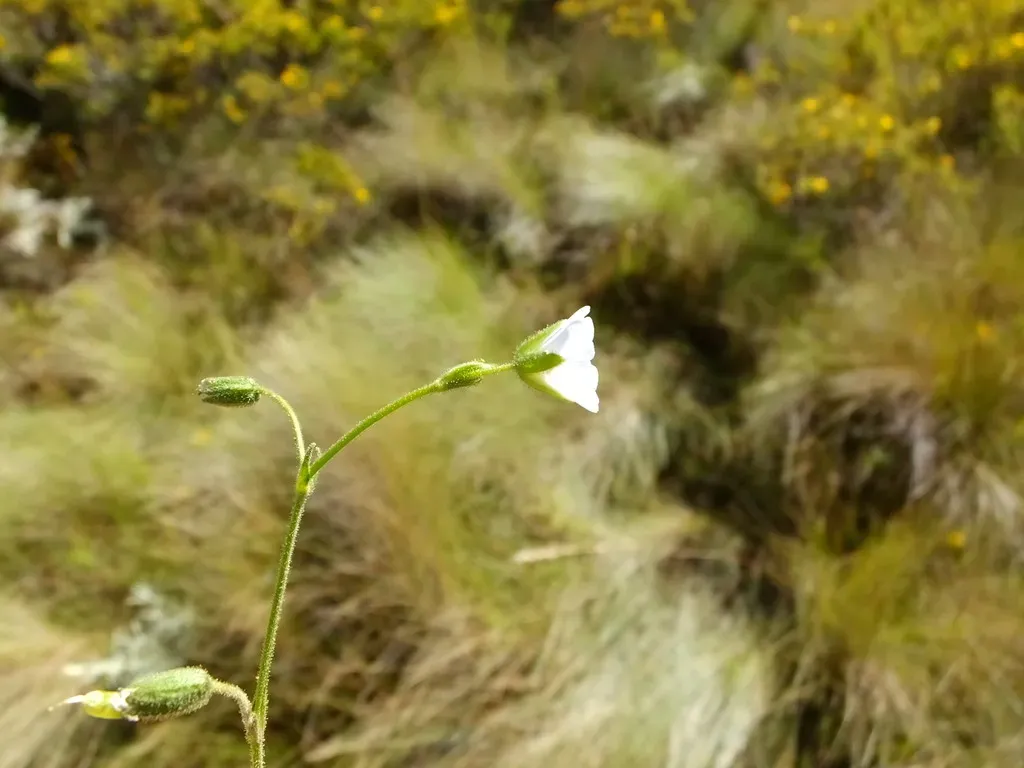 Cerastium Subspicatum