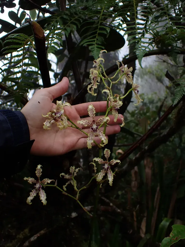 Cyrtochilum Sodiroi
