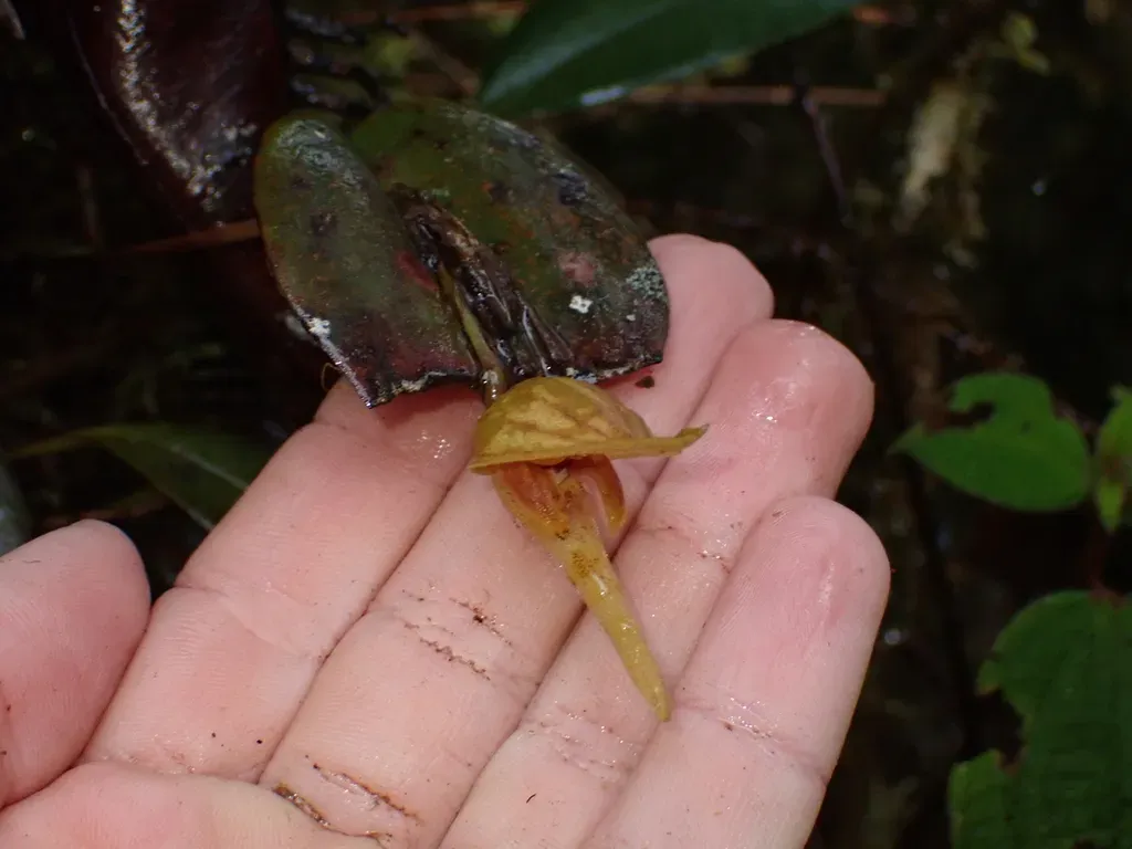 Pleurothallis Nephroglossa