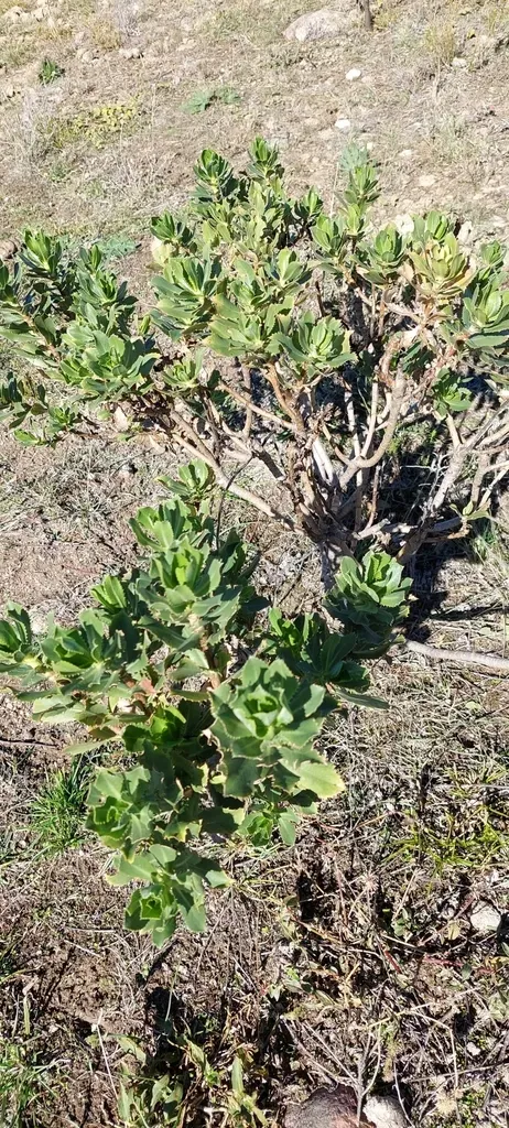 Grindelia Buphthalmoides